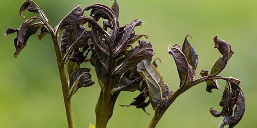 Ash dieback hymenoscyphus fraxineus