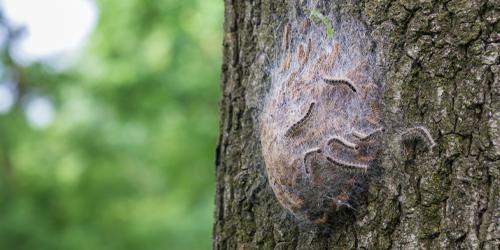 The oak processionary moth